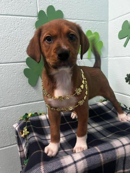 Samantha, Adoptable, Adult Female Terrier & Mixed Breed.