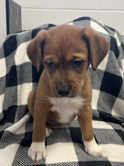 Samantha, Adoptable, Adult Female Hound & Mixed Breed.