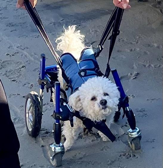 Enlarge Dexter #453, a Adoptable Maltese in Placentia, CA image 2/4