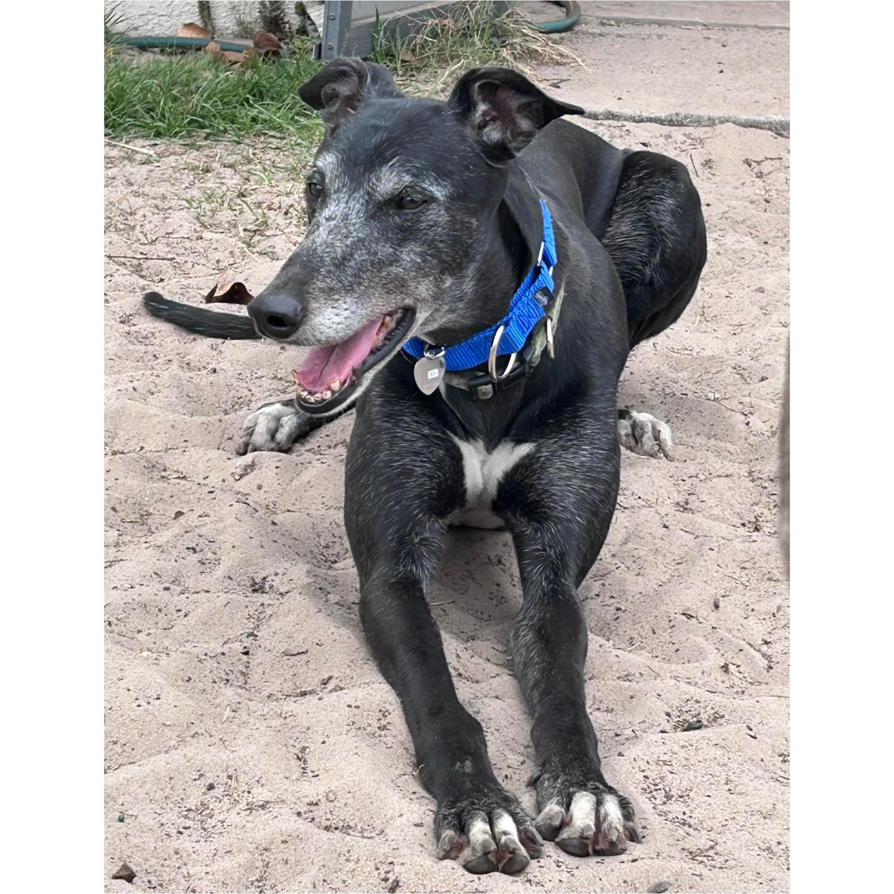 Eat My Diva (Iris), Adoptable, Adult Female Greyhound.