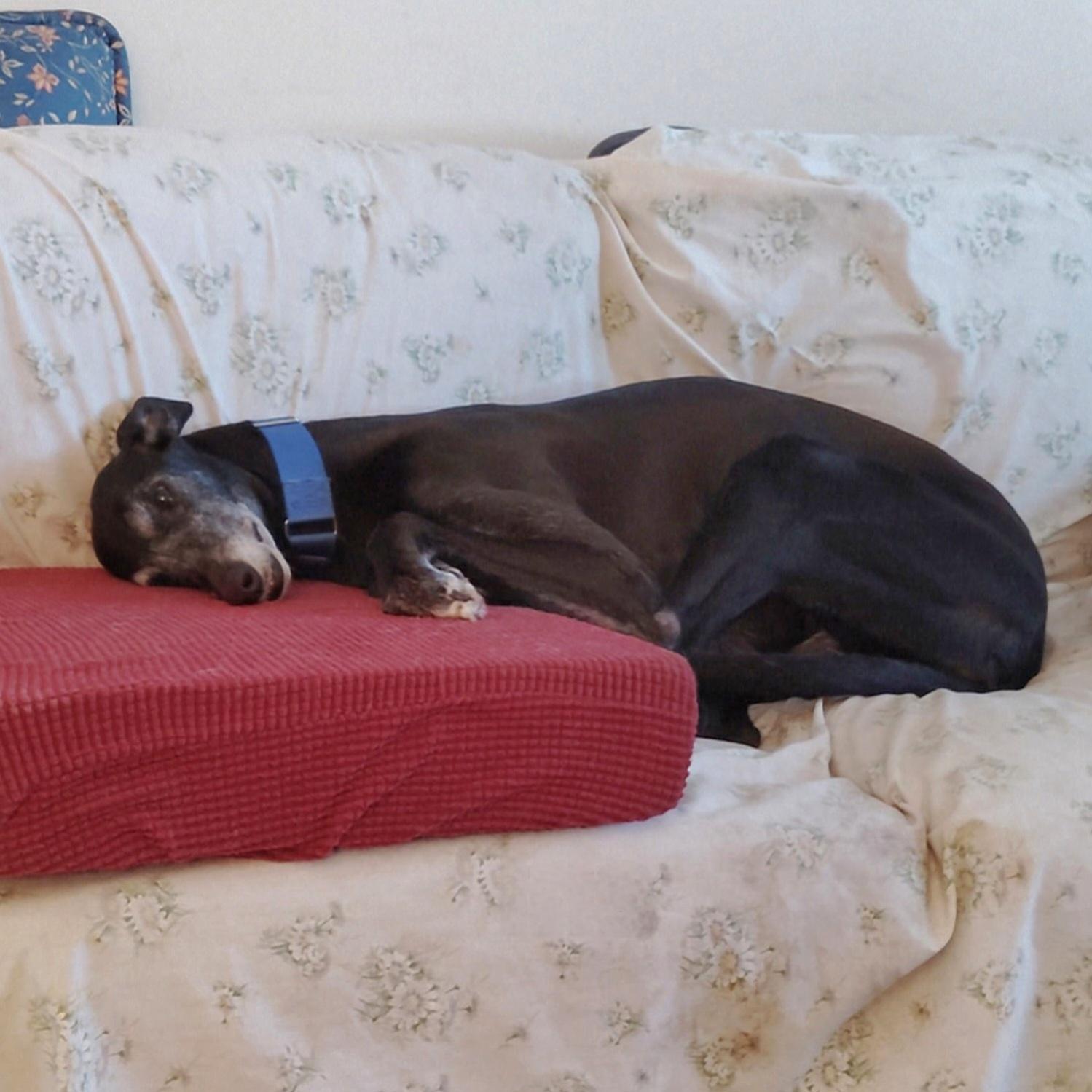 Enlarge Eat My Diva (Iris), a Adoptable Greyhound in Tarpon Springs, FL image 2/6