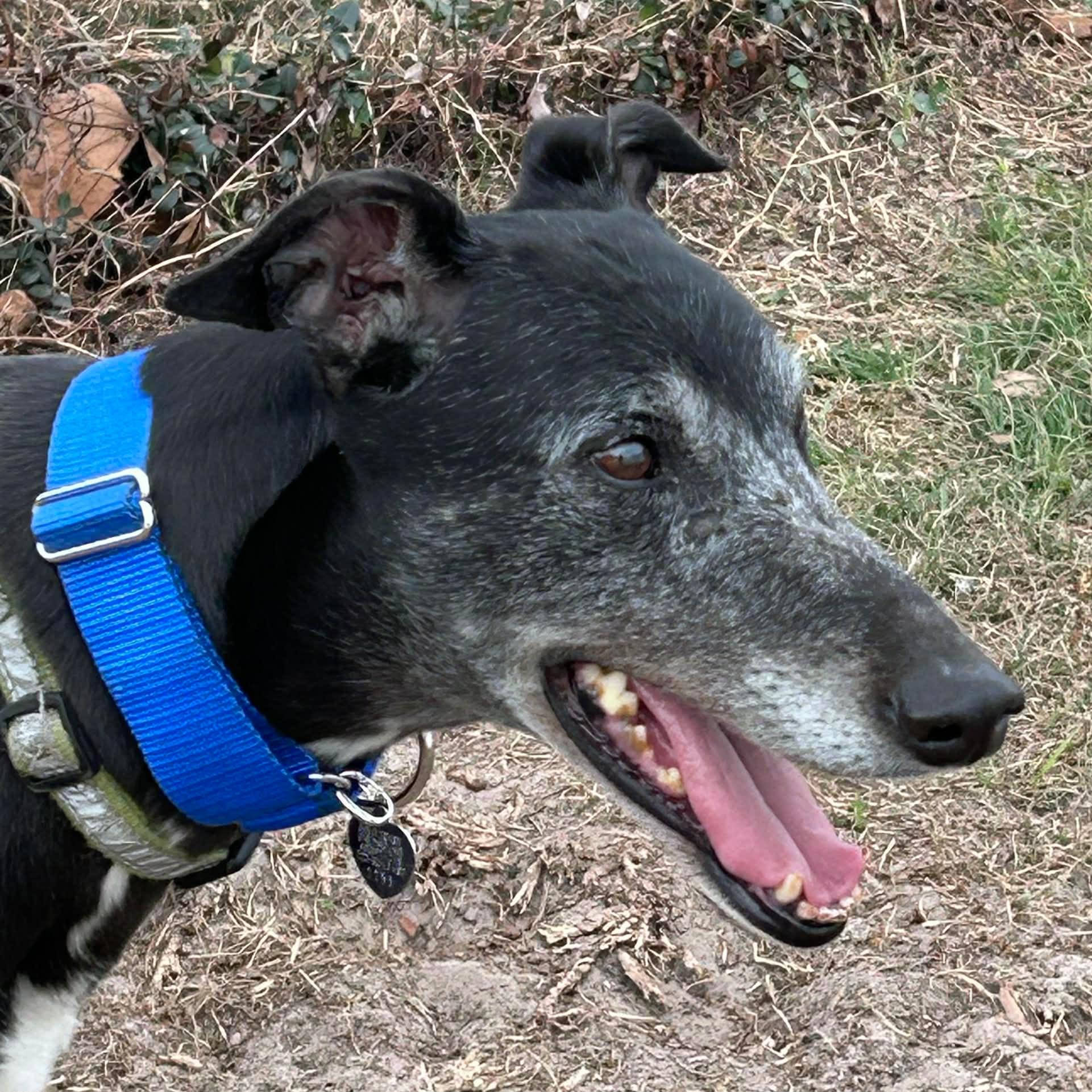 Enlarge Eat My Diva (Iris), a Adoptable Greyhound in Tarpon Springs, FL image 2/6