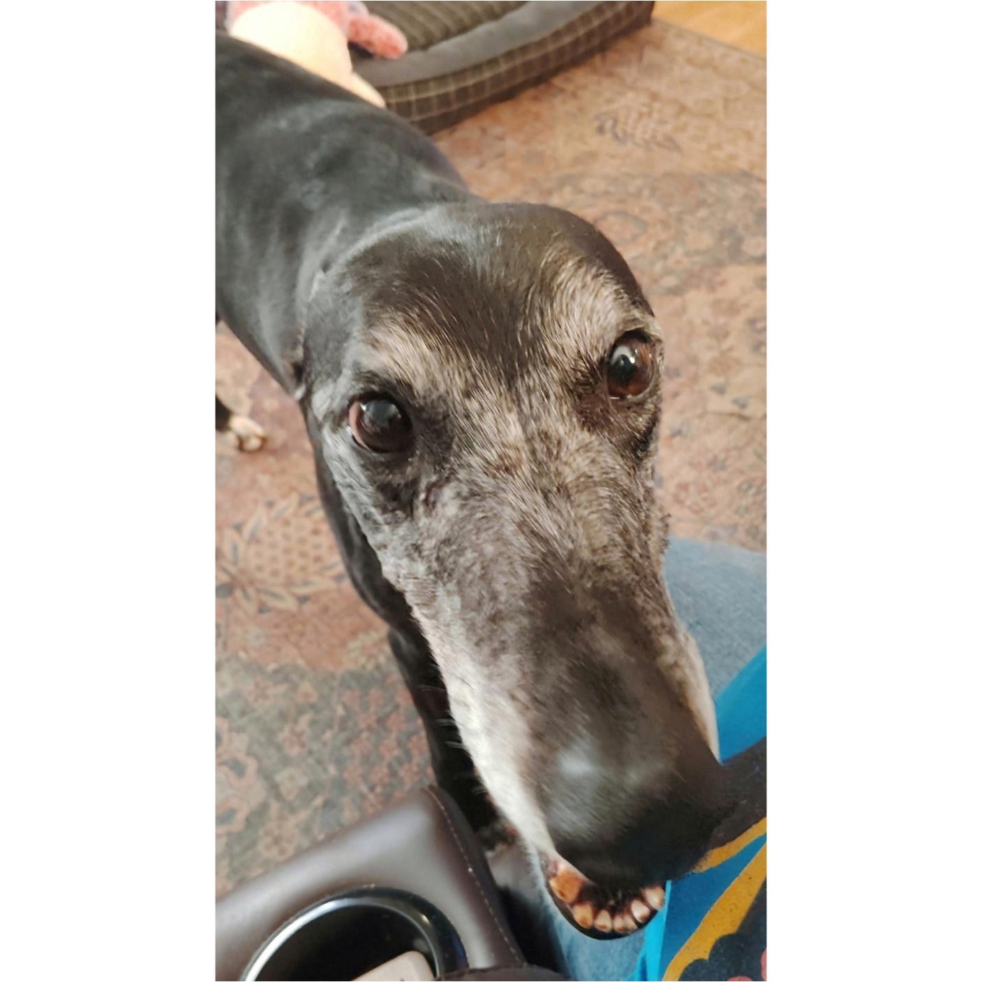 Enlarge Eat My Diva (Iris), a Adoptable Greyhound in Tarpon Springs, FL image 3/6