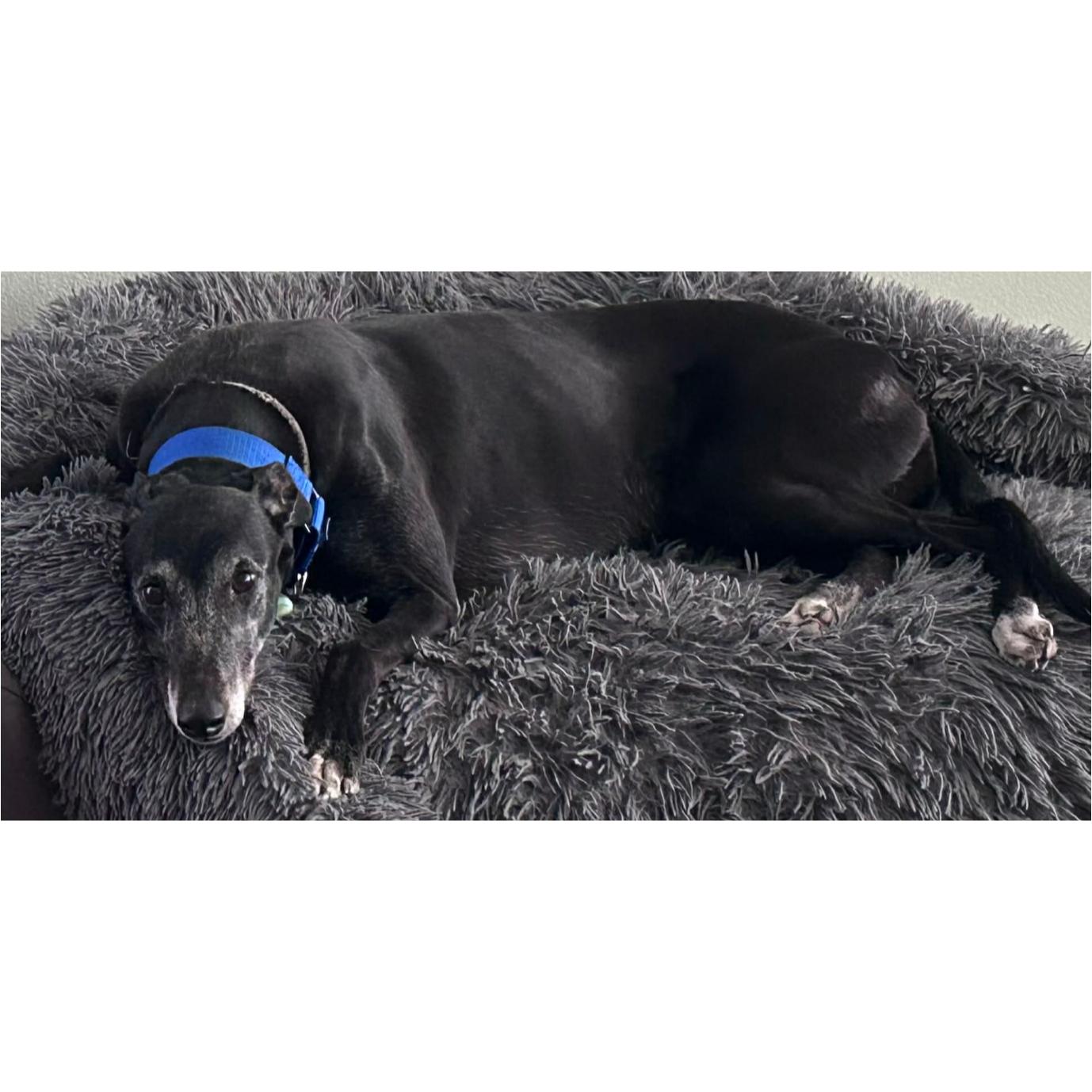 Enlarge Eat My Diva (Iris), a Adoptable Greyhound in Tarpon Springs, FL image 3/6