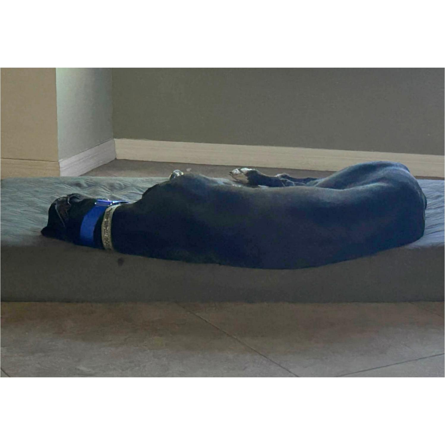 Enlarge Eat My Diva (Iris), a Adoptable Greyhound in Tarpon Springs, FL image 4/6