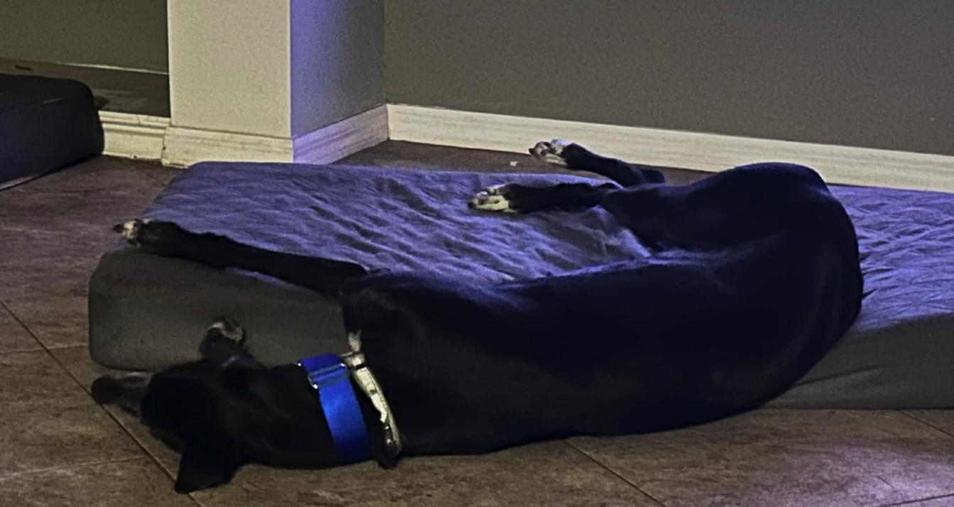 Enlarge Eat My Diva (Iris), a Adoptable Greyhound in Tarpon Springs, FL image 5/6