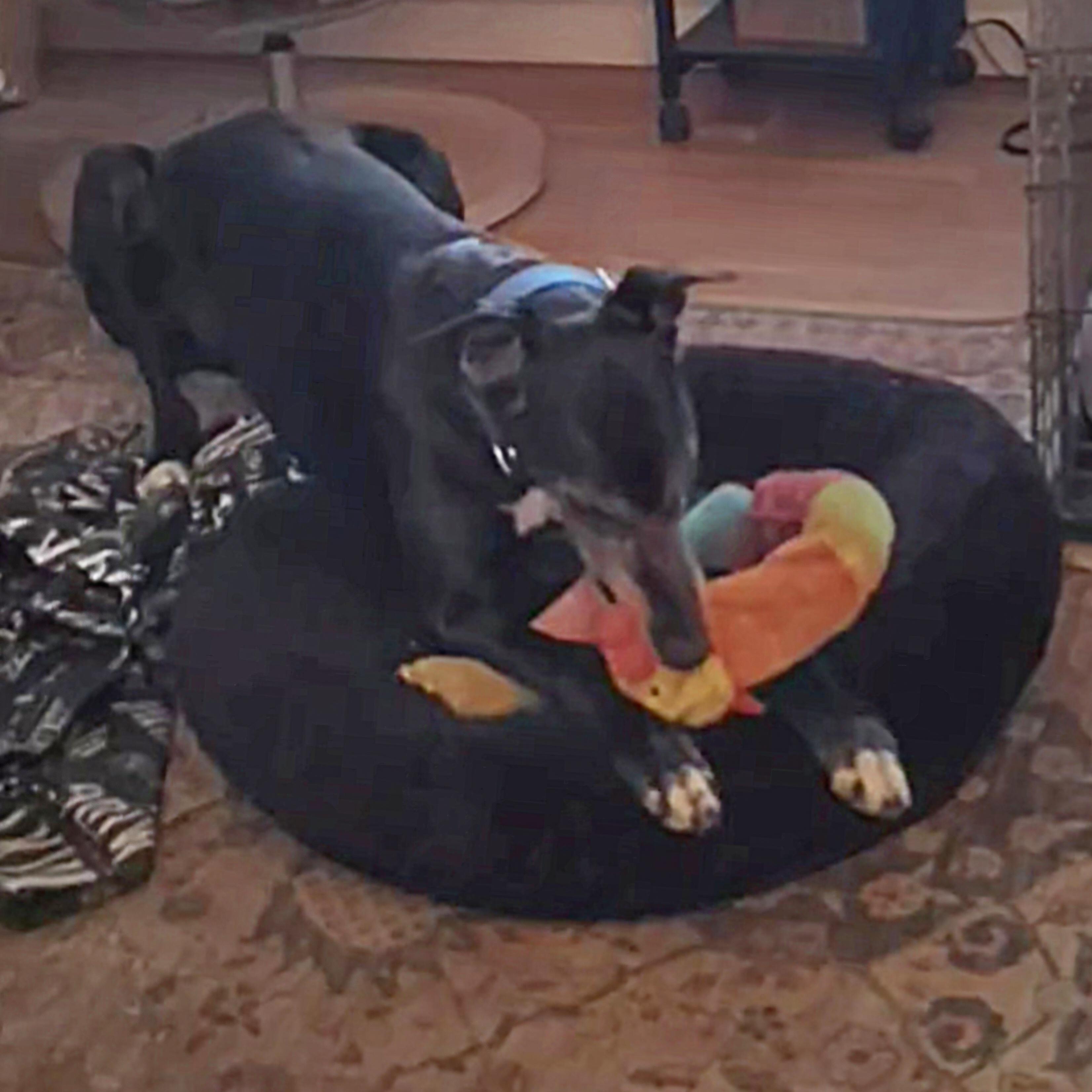 Enlarge Eat My Diva (Iris), a Adoptable Greyhound in Tarpon Springs, FL image 5/6