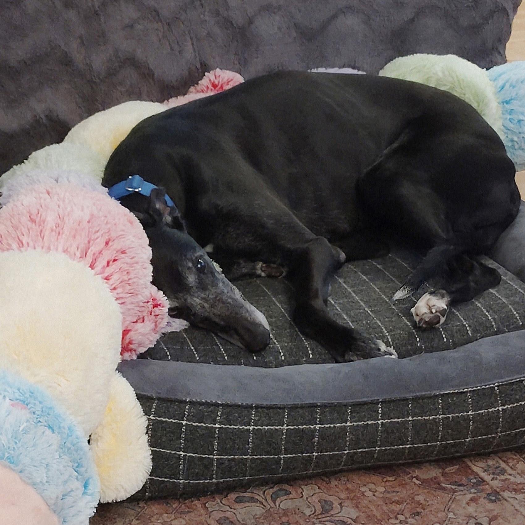 Enlarge Eat My Diva (Iris), a Adoptable Greyhound in Tarpon Springs, FL image 6/6