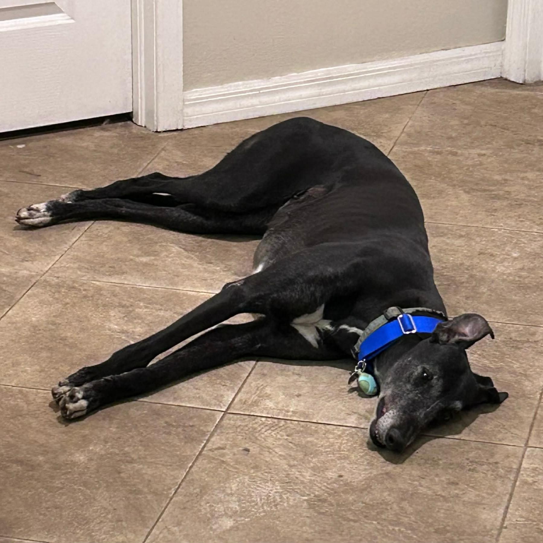 Enlarge Eat My Diva (Iris), a Adoptable Greyhound in Tarpon Springs, FL image 6/6