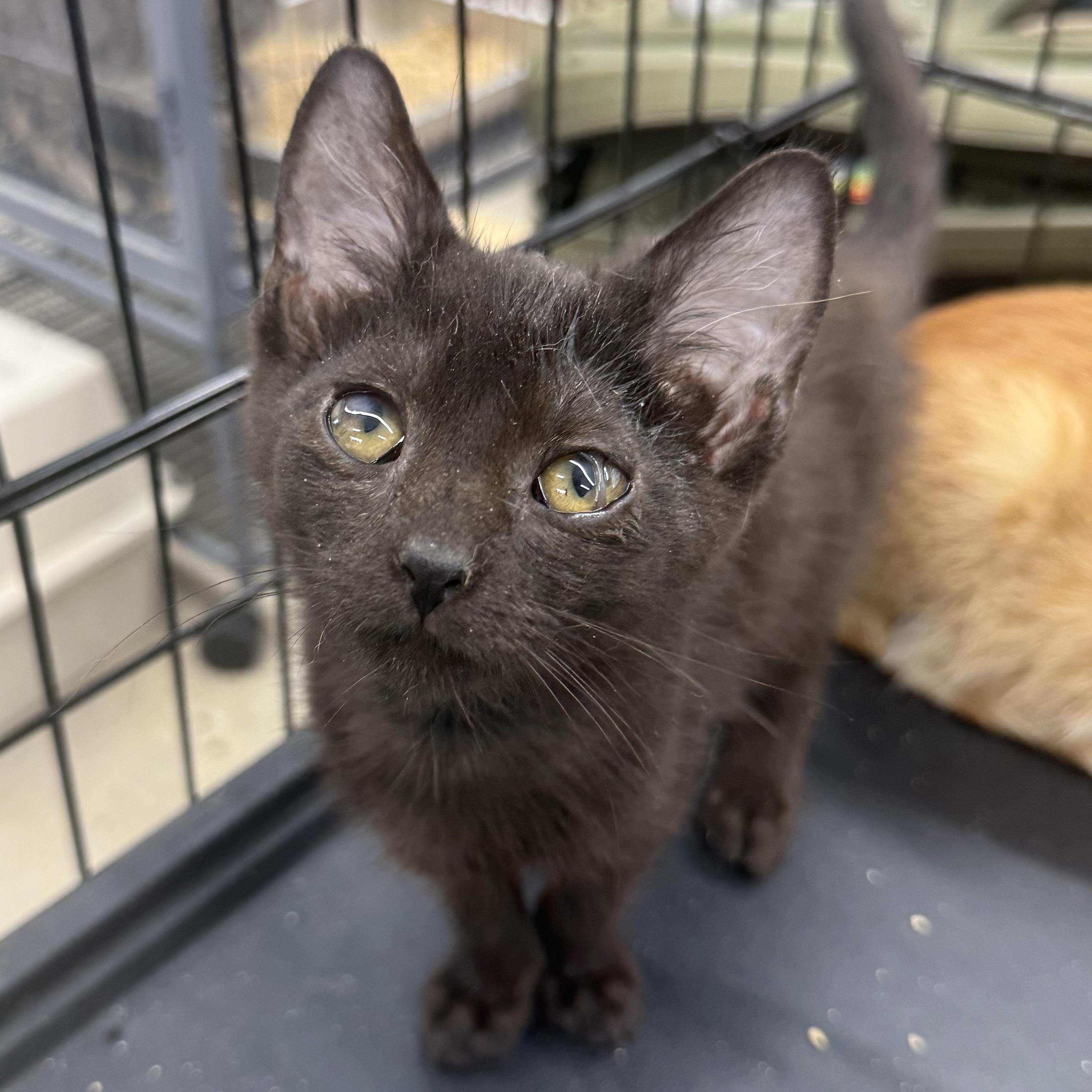 Jasper, a ADOPTABLE Domestic Short Hair in Richmond, MO image 1/2