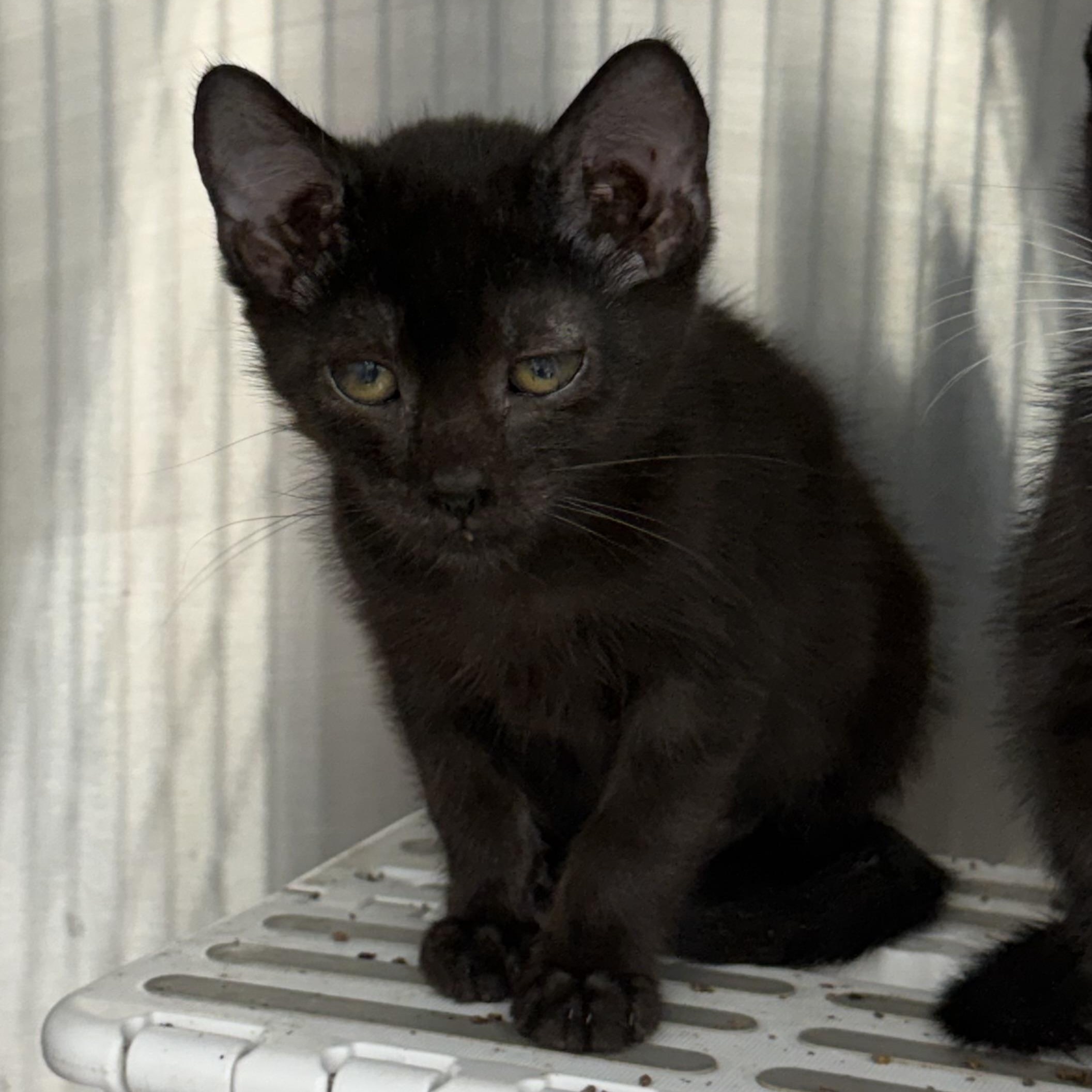 Jasper, a ADOPTABLE Domestic Short Hair in Richmond, MO image 2/2