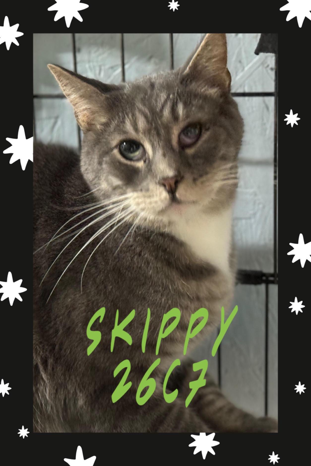 Enlarge Greta and SKippy, a Adoptable Domestic Short Hair in New Martinsville, WV image 1/2