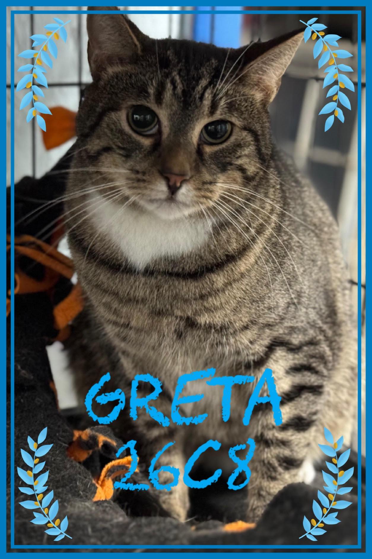 Greta and SKippy, Adoptable, Adult Female Domestic Short Hair.