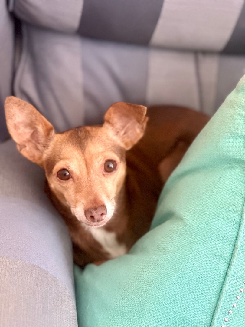 Brulee, Adopted, Adult Female Chihuahua.
