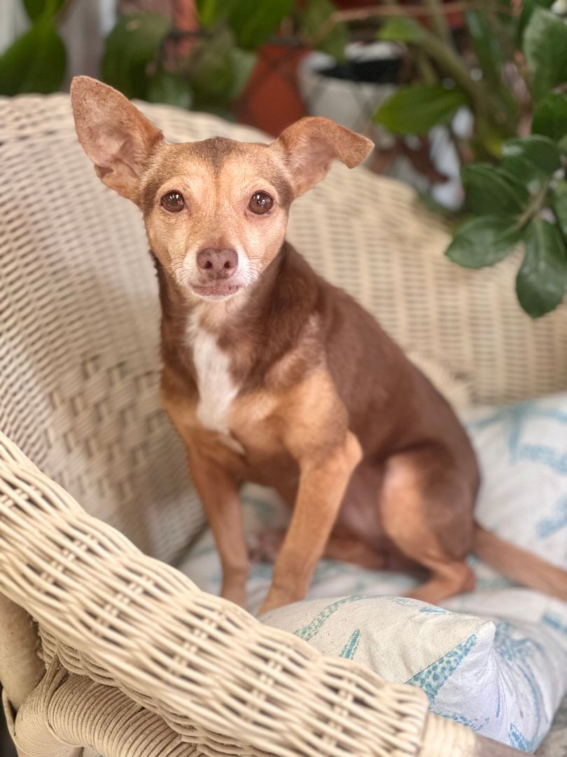 Brulee, a Adopted mixed breed in Orlando, FL image 2/8