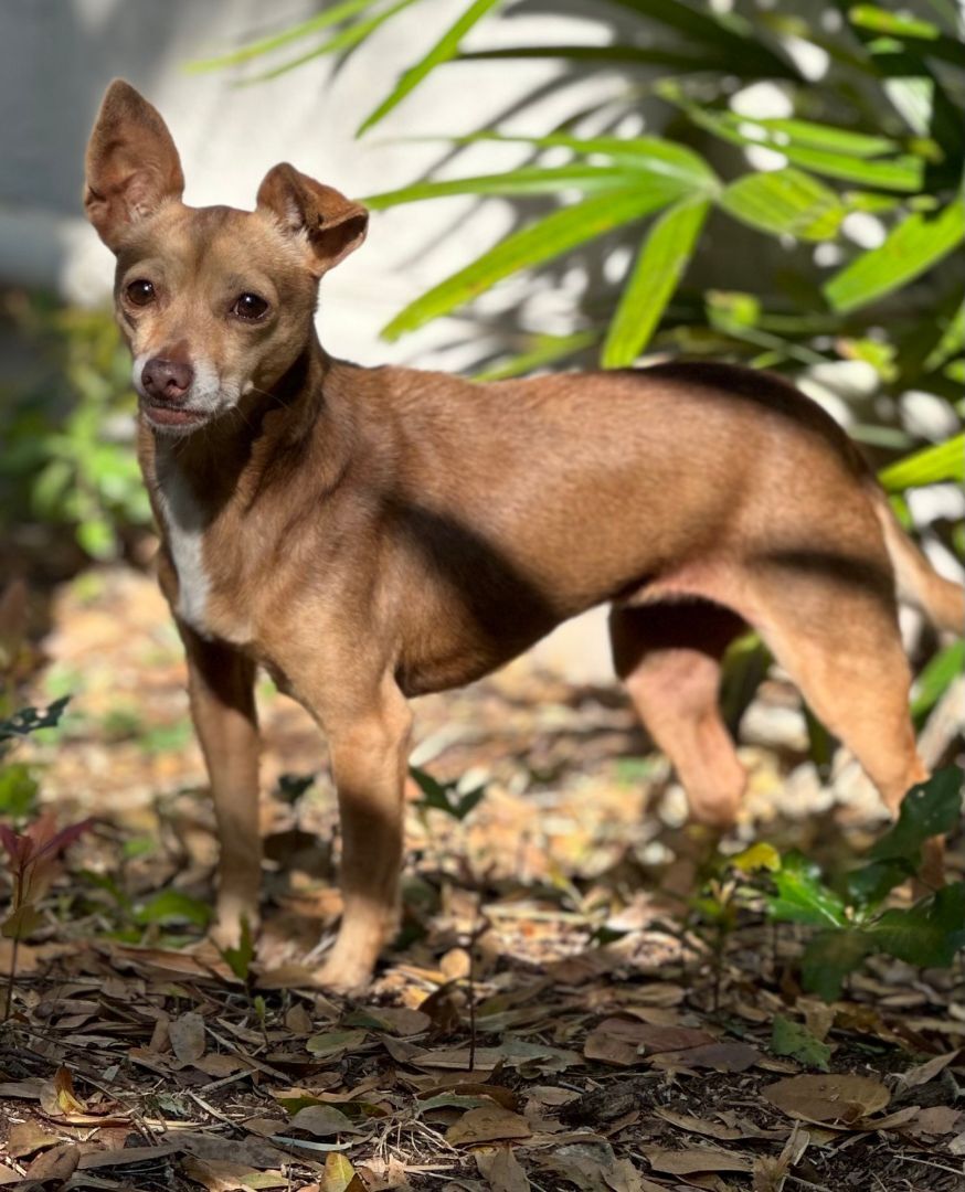 Brulee, a Adopted mixed breed in Orlando, FL image 3/8