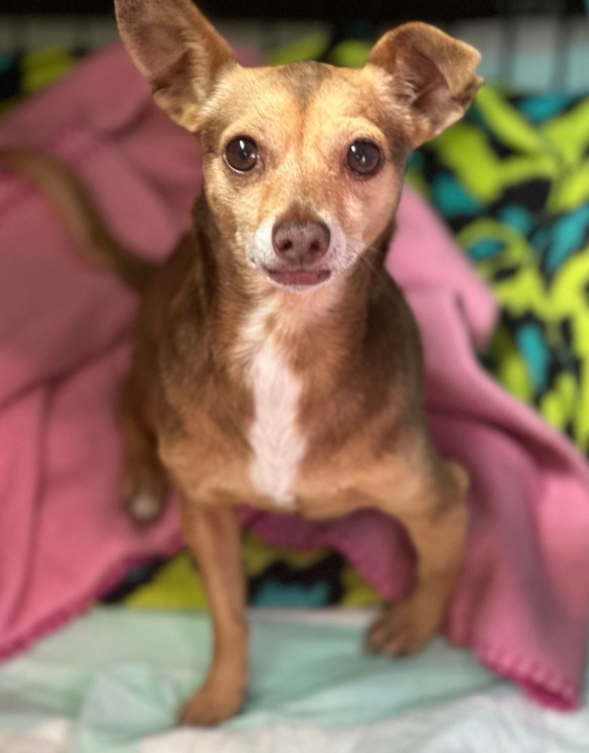 Brulee, a Adopted mixed breed in Orlando, FL image 4/8