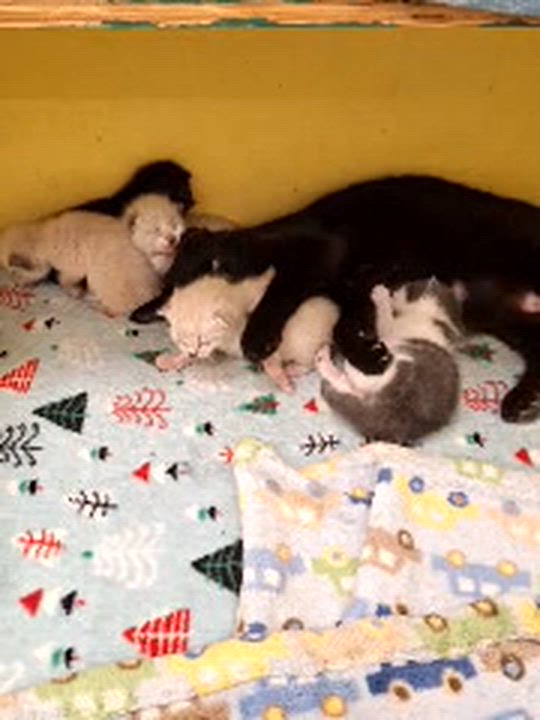 Enlarge Raven, an adoptable mixed breed in Huntsville, AL video 1/1