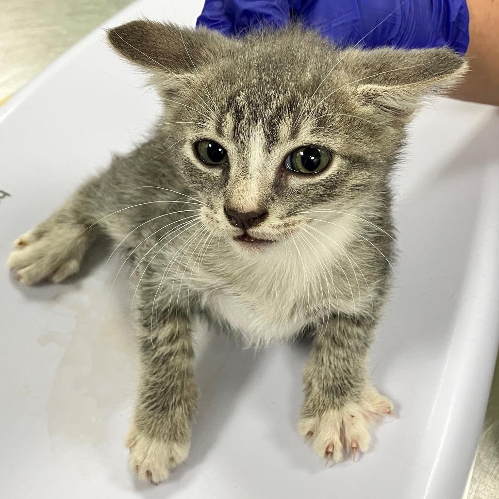 Enlarge Figment, a Adoptable Domestic Short Hair in Las Cruces, NM image 1/2