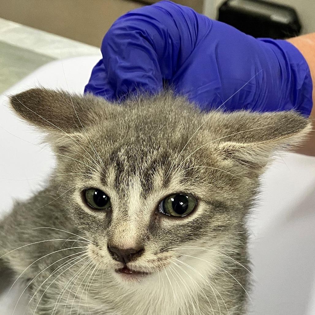 Enlarge Figment, a Adoptable Domestic Short Hair in Las Cruces, NM image 2/2