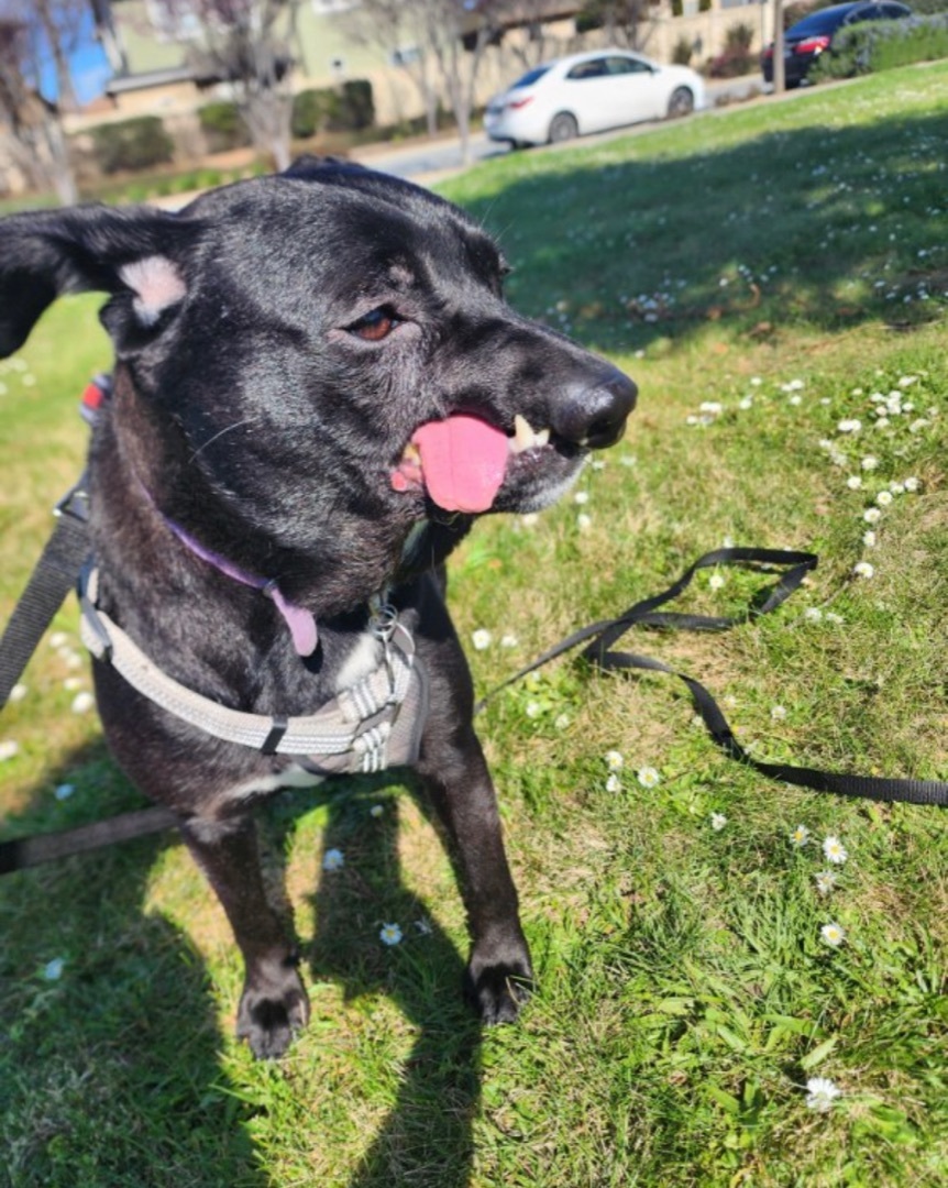 Destiny, a Adoptable mixed breed in Hayward, CA image 2/6