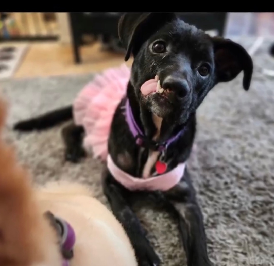 Destiny, a Adoptable mixed breed in Hayward, CA image 3/6