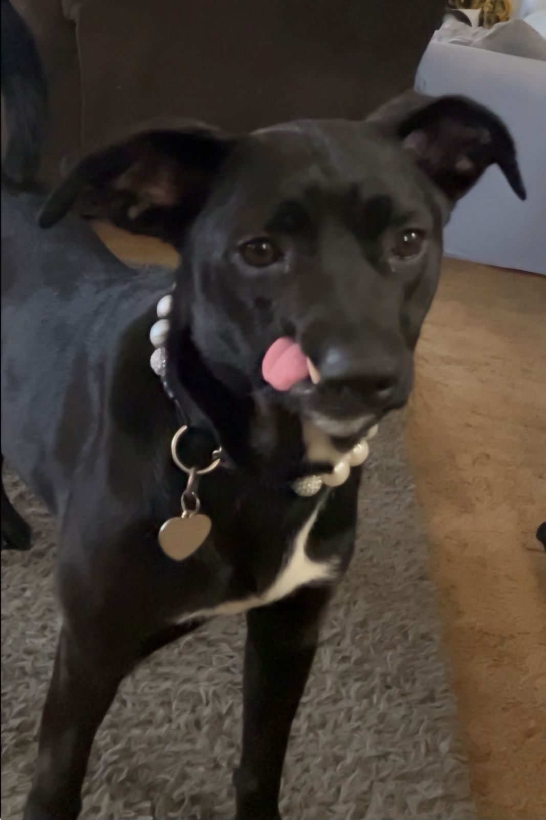 Destiny, a Adoptable mixed breed in Hayward, CA image 1/6