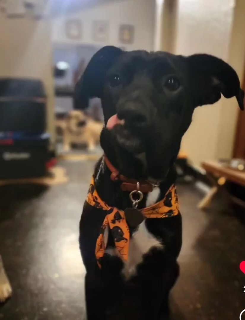 Destiny, a Adoptable mixed breed in Hayward, CA image 4/6