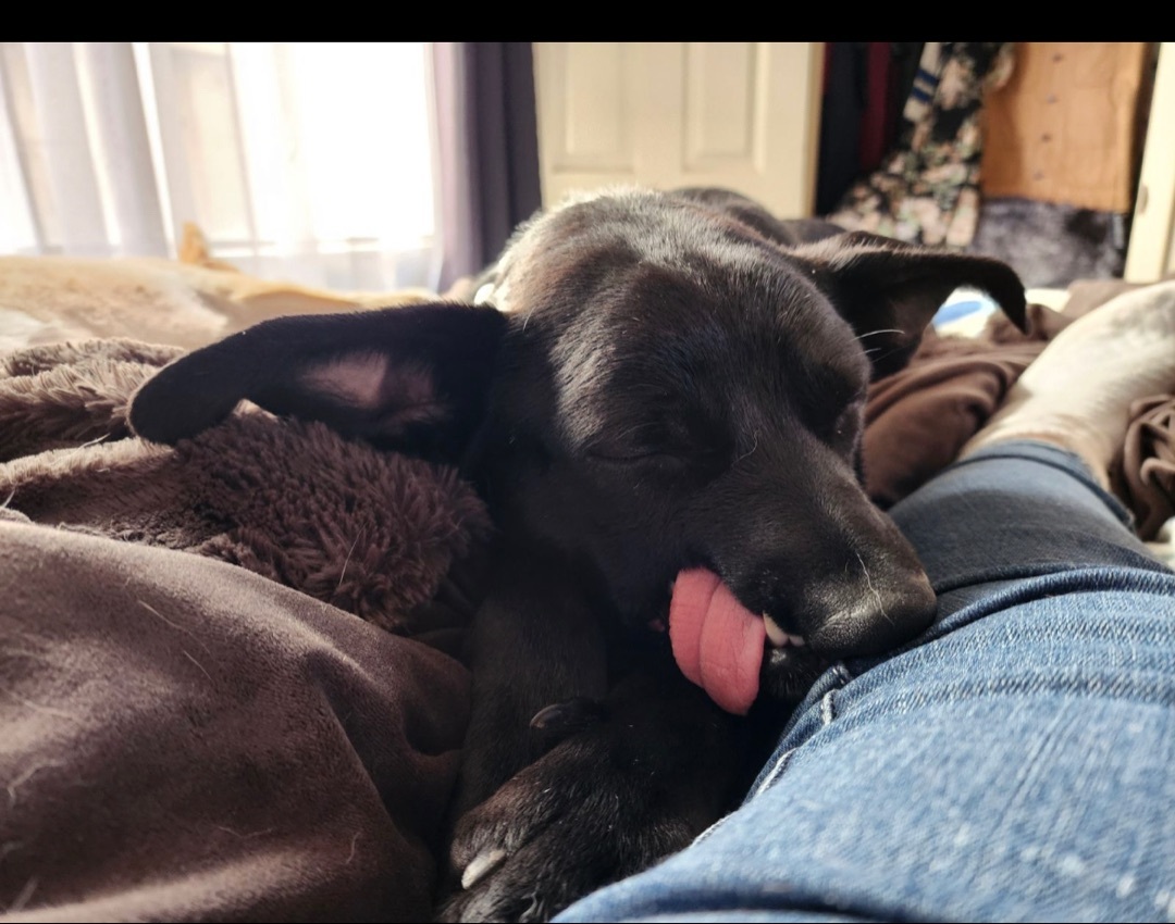 Destiny, a Adoptable mixed breed in Hayward, CA image 5/6