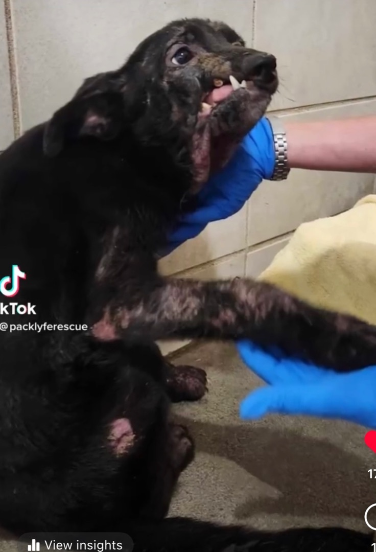 Destiny, a Adoptable mixed breed in Hayward, CA image 6/6