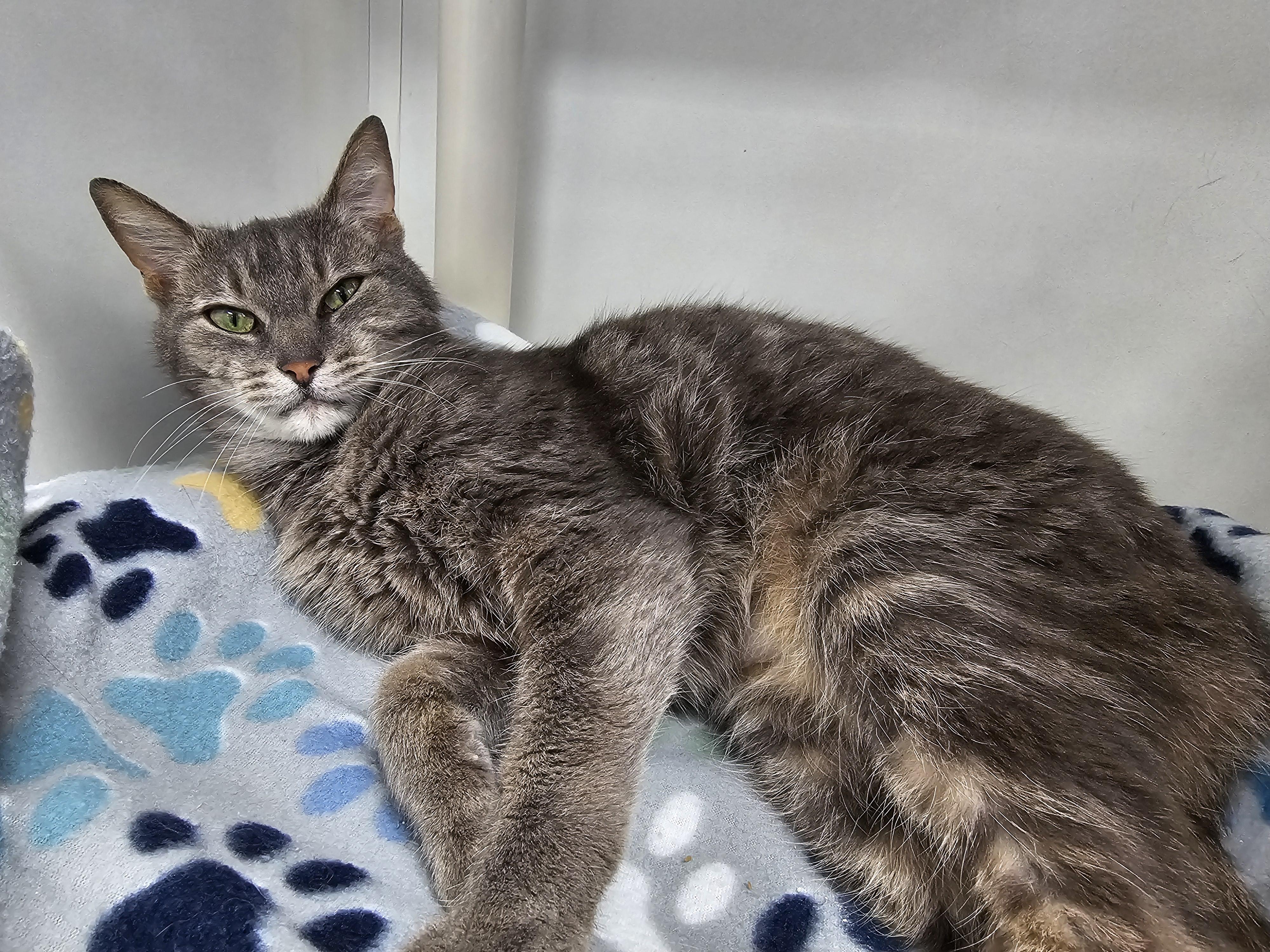 Enlarge Mochi, a ADOPTABLE Domestic Short Hair in Dunkirk, NY image 3/3