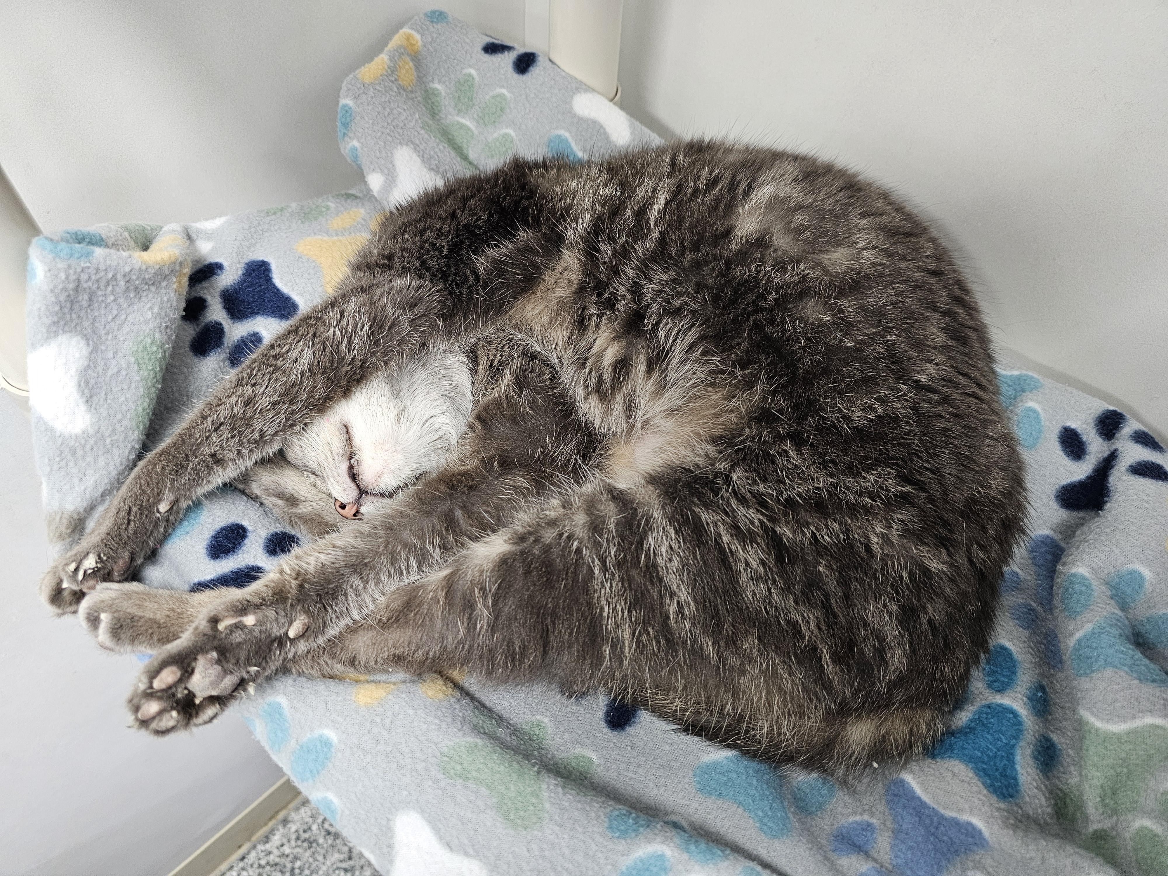Enlarge Mochi, a ADOPTABLE Domestic Short Hair in Dunkirk, NY image 2/3