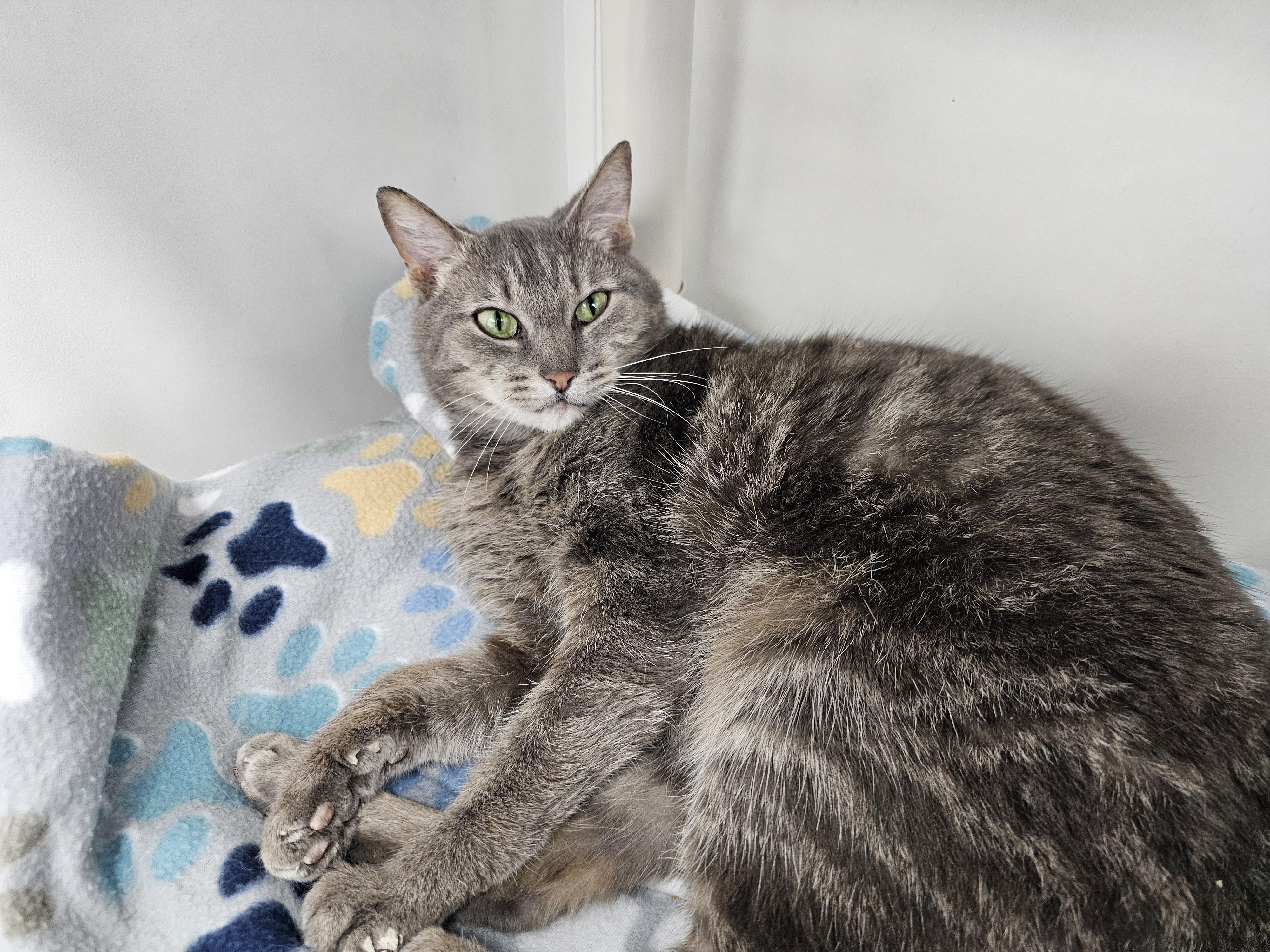 Mochi, ADOPTABLE, Adult Female Domestic Short Hair.