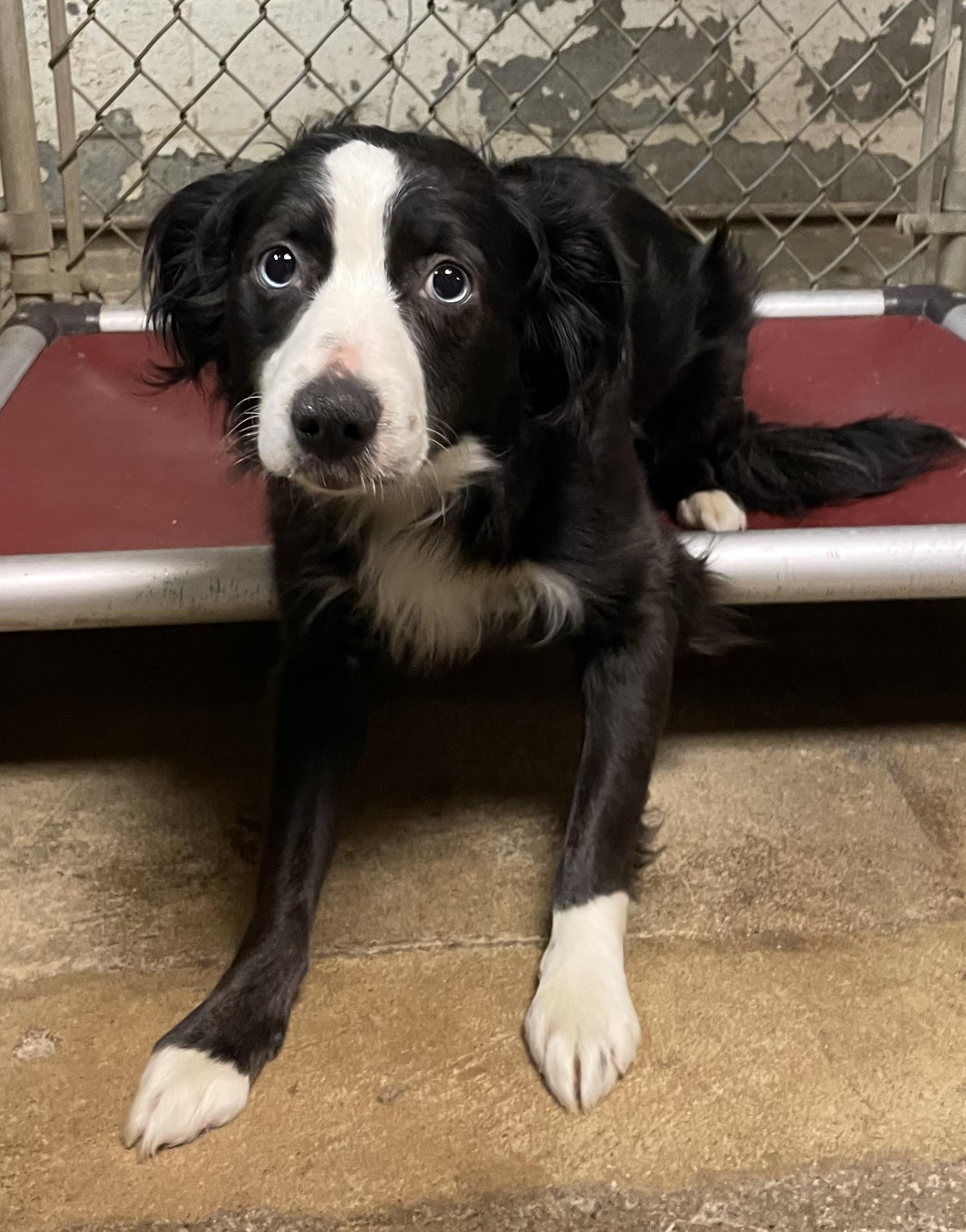 Madeline ADOPTED, an adoptable mixed breed in Canton, OH image 3/3