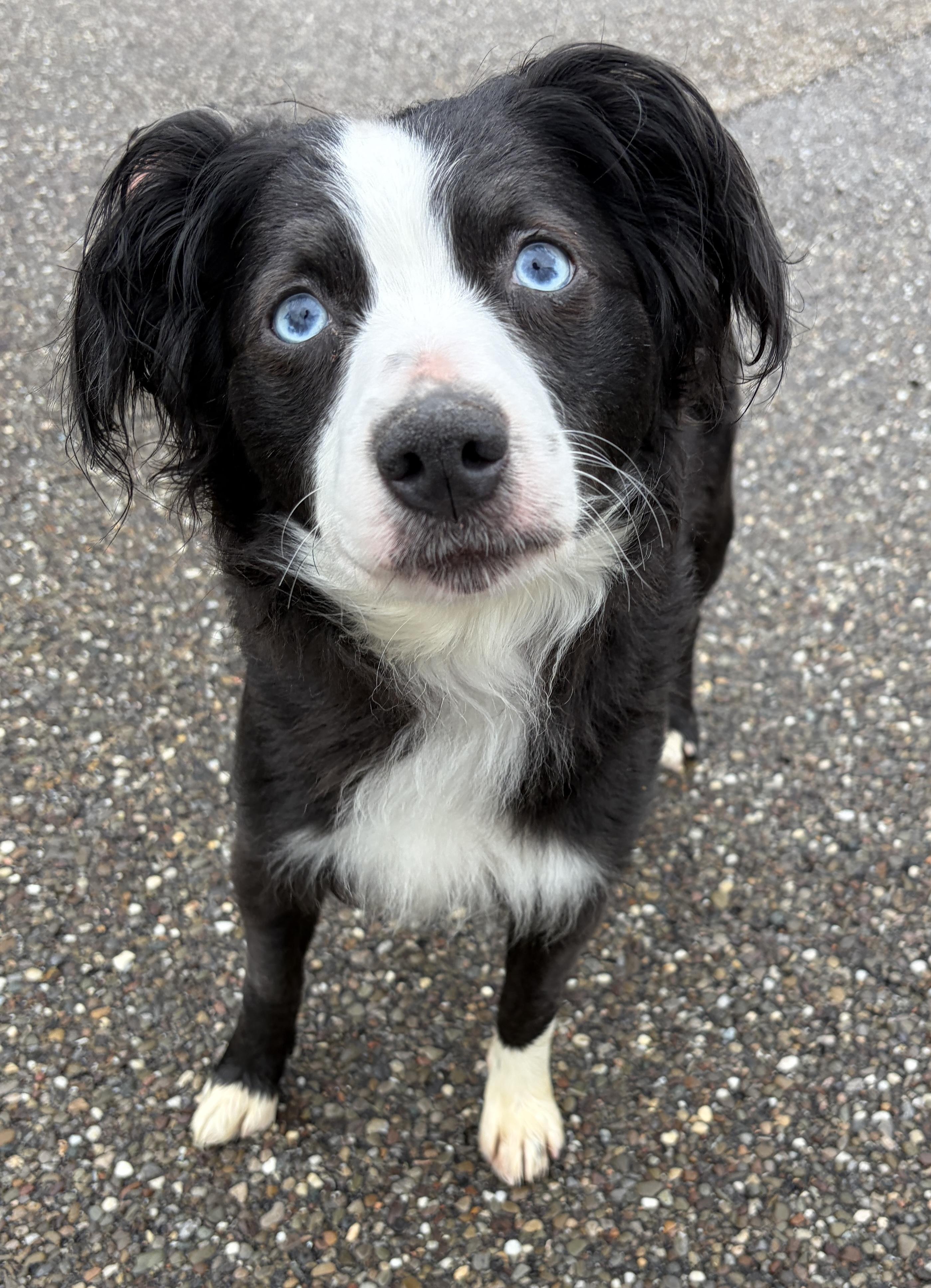 Madeline ADOPTED, adoptable, Young Female Australian Shepherd & Spaniel.