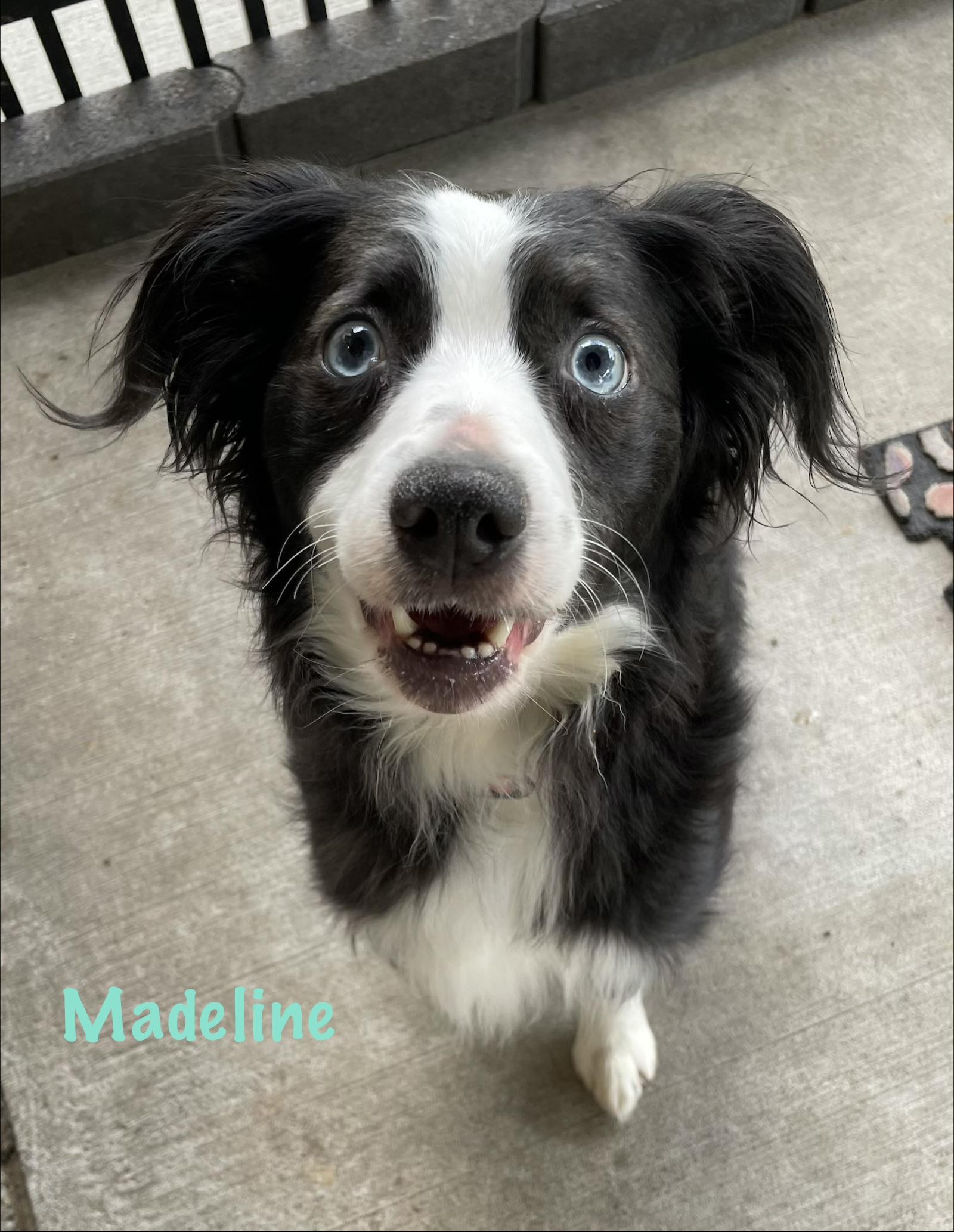 Madeline ADOPTED, an adoptable mixed breed in Canton, OH image 2/3