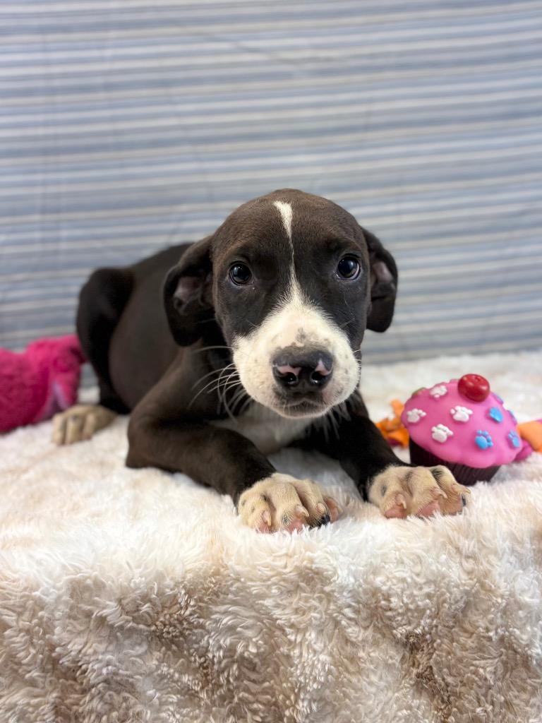 Enlarge Judge Judy, a Adoptable mixed breed in Nacogdoches, TX image 1/4