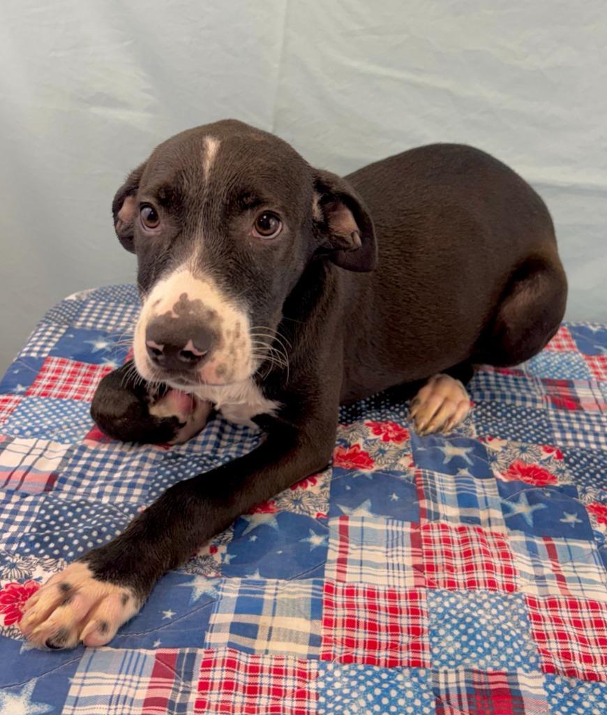 Enlarge Judge Judy, a Adoptable mixed breed in Nacogdoches, TX image 2/5