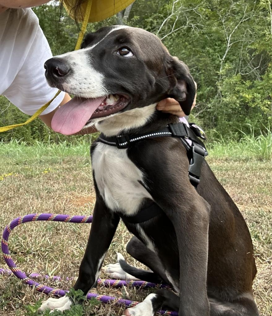 Judge Judy, a Adoptable mixed breed in Nacogdoches, TX image 3/3