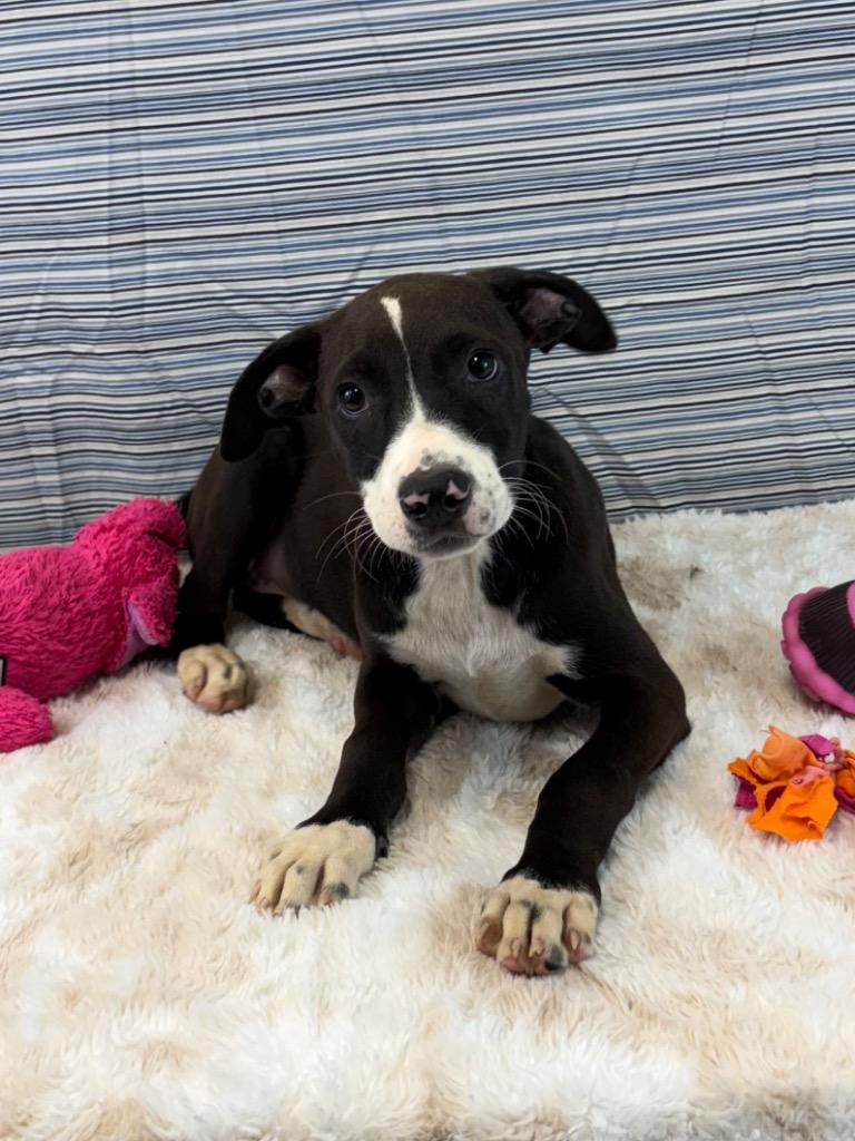 Enlarge Judge Judy, a Adoptable mixed breed in Nacogdoches, TX image 2/4