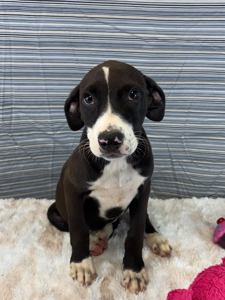 Enlarge Judge Judy, a Adoptable mixed breed in Nacogdoches, TX image 3/4
