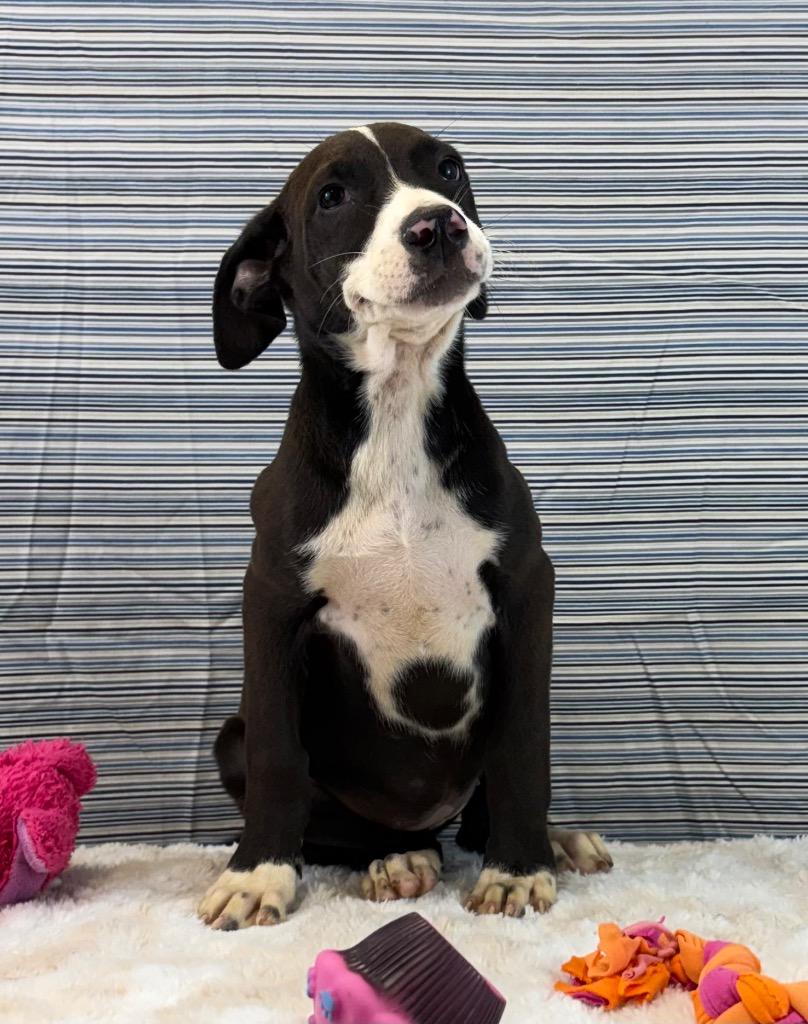 Enlarge Judge Judy, a Adoptable mixed breed in Nacogdoches, TX image 4/4