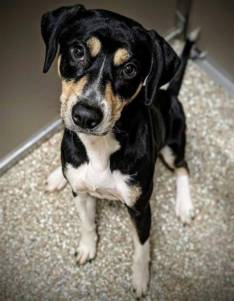 Enlarge GOOSE, a Adoptable Black and Tan Coonhound in Clyde, NC image 1/1