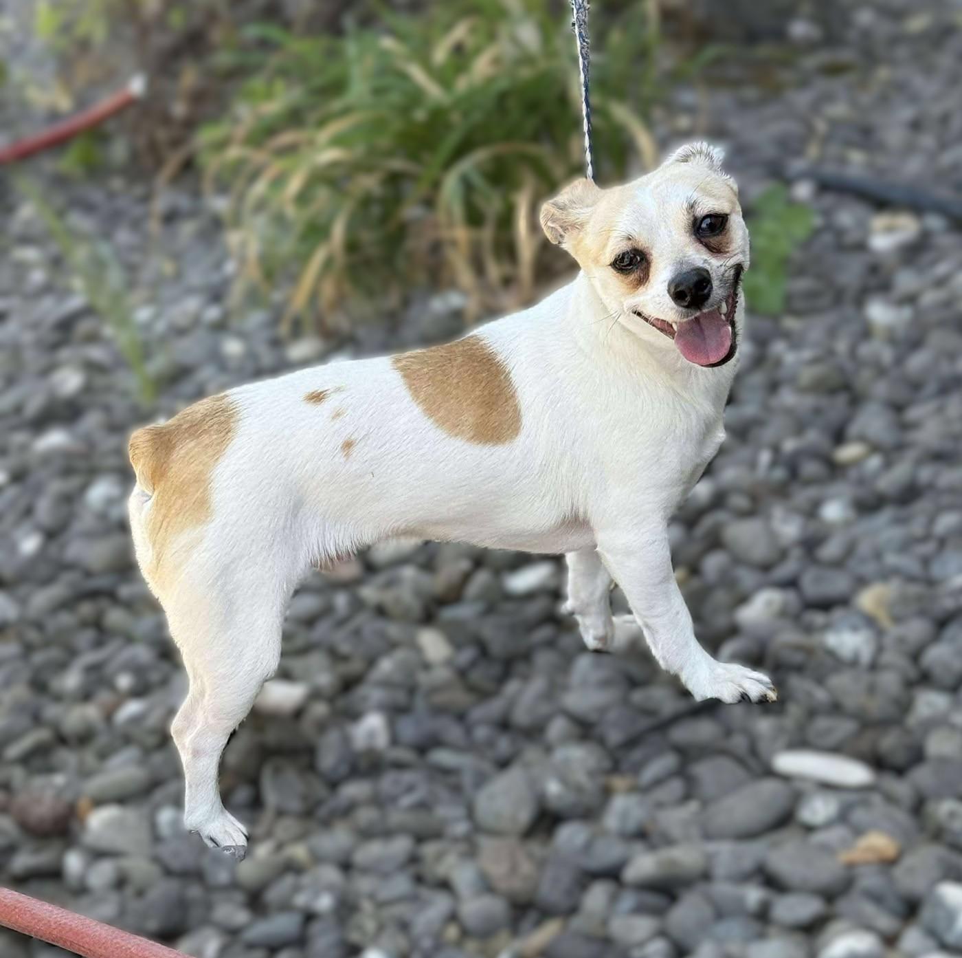 Peep: RIDGE DOG IN TRAINING AT PRISON FACILITY photo 2