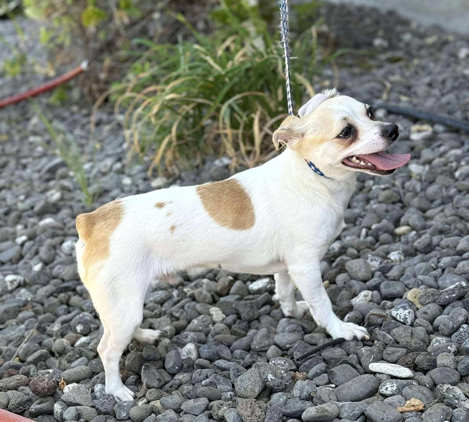 Peep: RIDGE DOG IN TRAINING AT PRISON FACILITY photo 4