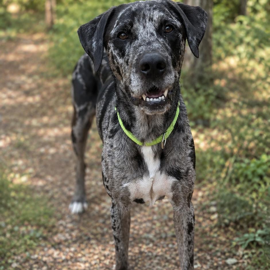 Burger, Adoptable, Adult Male Catahoula Leopard Dog.