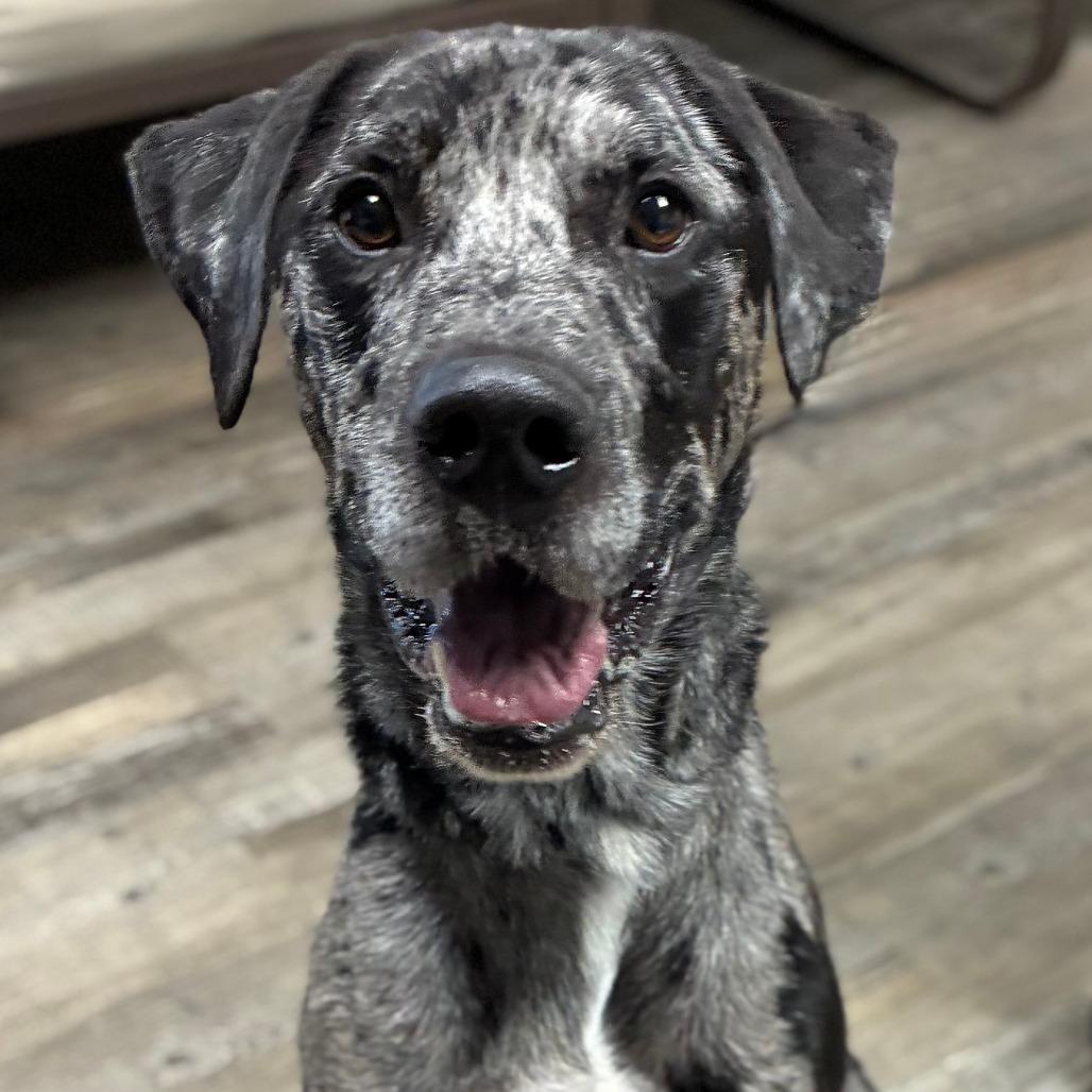 Burger, Adoptable, Adult Male Catahoula Leopard Dog.
