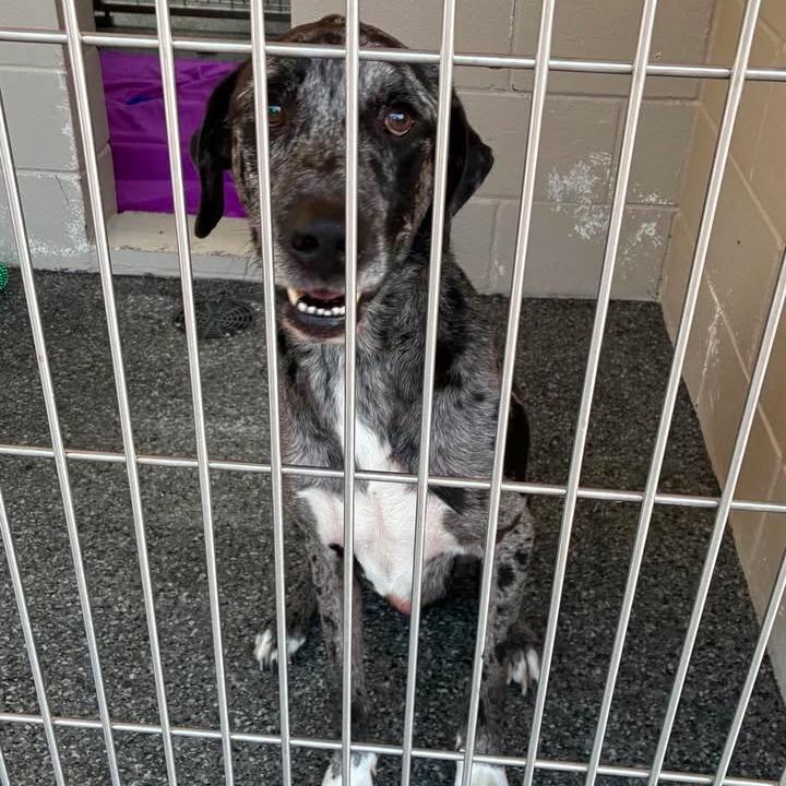 Burger, a Adoptable Catahoula Leopard Dog in Buchanan Dam, TX image 2/2