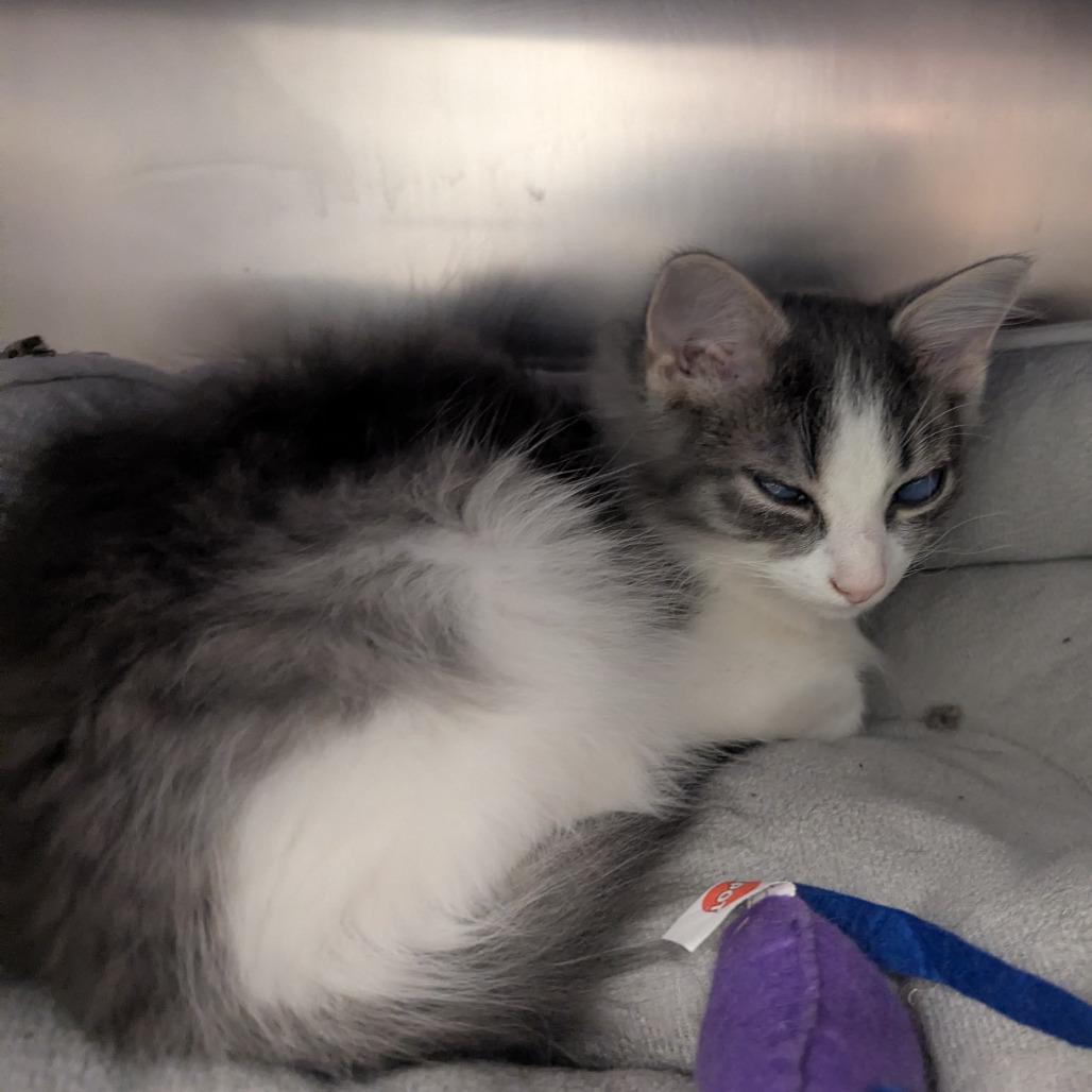 George, Adoptable, Young Male Domestic Long Hair.