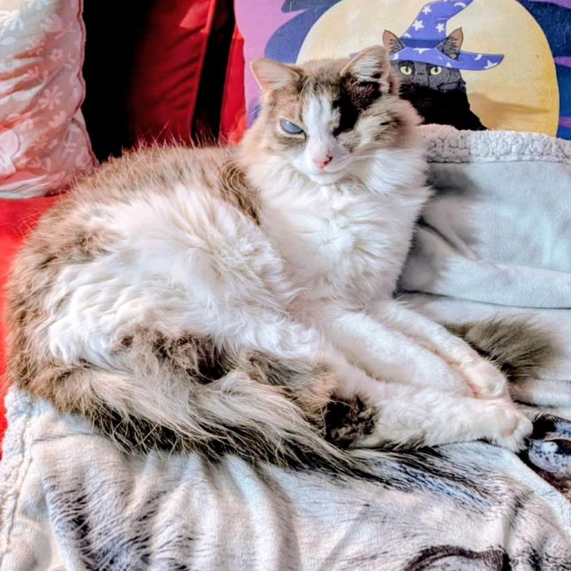 Enlarge George, a Adoptable Domestic Long Hair in Marysville, OH image 3/6